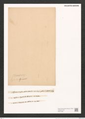 Nitzschia hybrida Grun. (de-Toni-Nr.: Genus 47, Species 2047) Zeichnungen Sammlung Grunow (NHMW-BOT-W0371869)